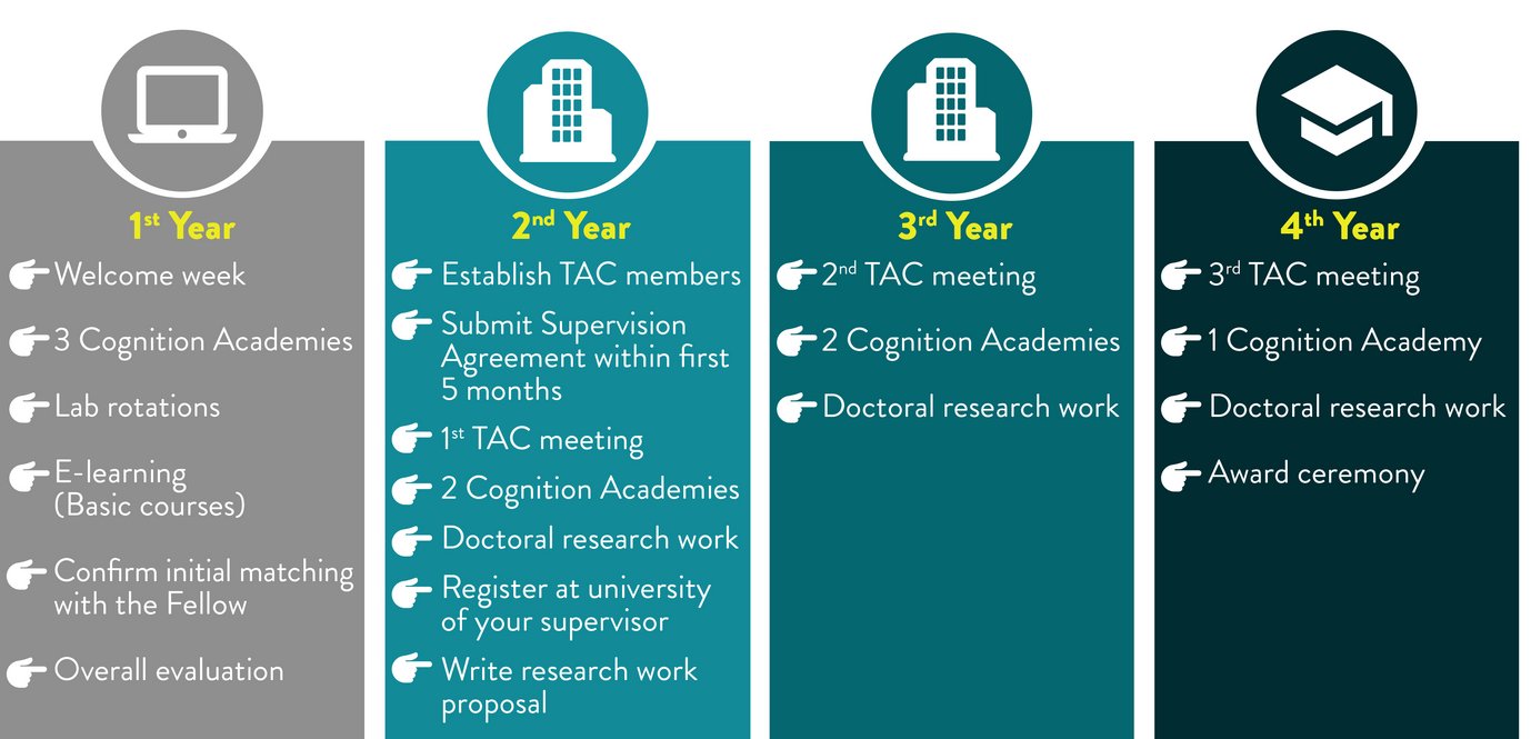 Four-year doctoral program timeline with key activities.