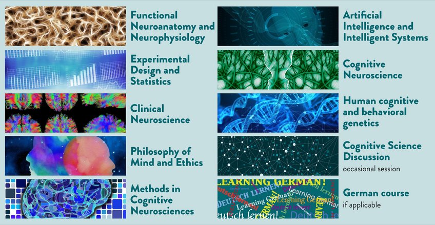 Abbildung 4. Grundkurse während des ersten Jahres (Orientierungsphase) Verschiedene Bereiche der Neuro- und Kognitionswissenschaften mit zugehörigen grafischen Elementen, darunter funktionale Neuroanatomie, experimentelles Design, klinische Neurowissenschaften, Philosophie des Geistes, Methoden in der Kognitionsforschung, künstliche Intelligenz, kognitive Neurowissenschaften, Verhaltensgenetik und weitere Kurse wie Deutsch.