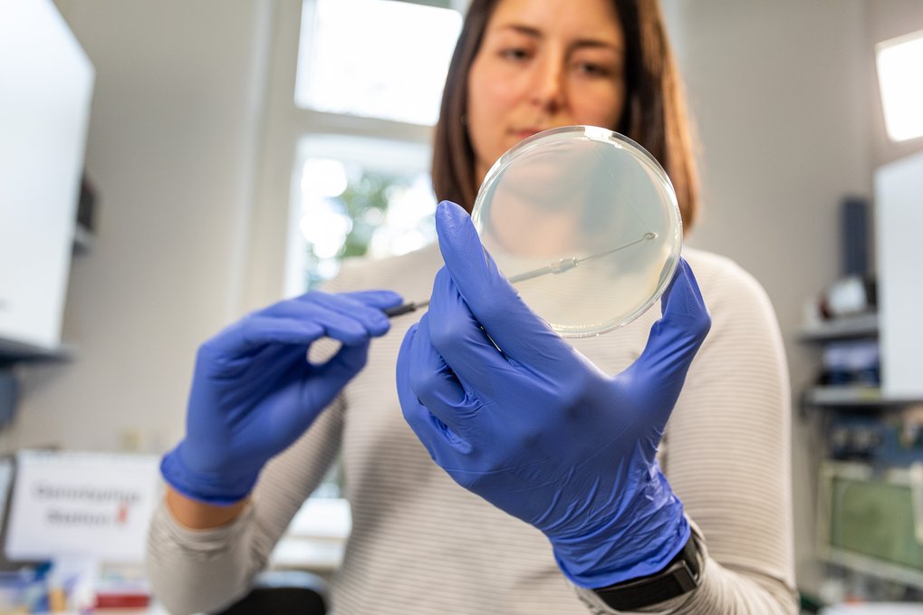In a laboratory, a female scientist with blue-gloved hands handles a petri dish with a metal inoculating loop, indicating a microbiological experiment.