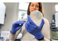 Eine Person in einem Labor trägt blaue Handschuhe und hält eine Petrischale, aus der mit einem Instrument eine Probe entnommen wird.